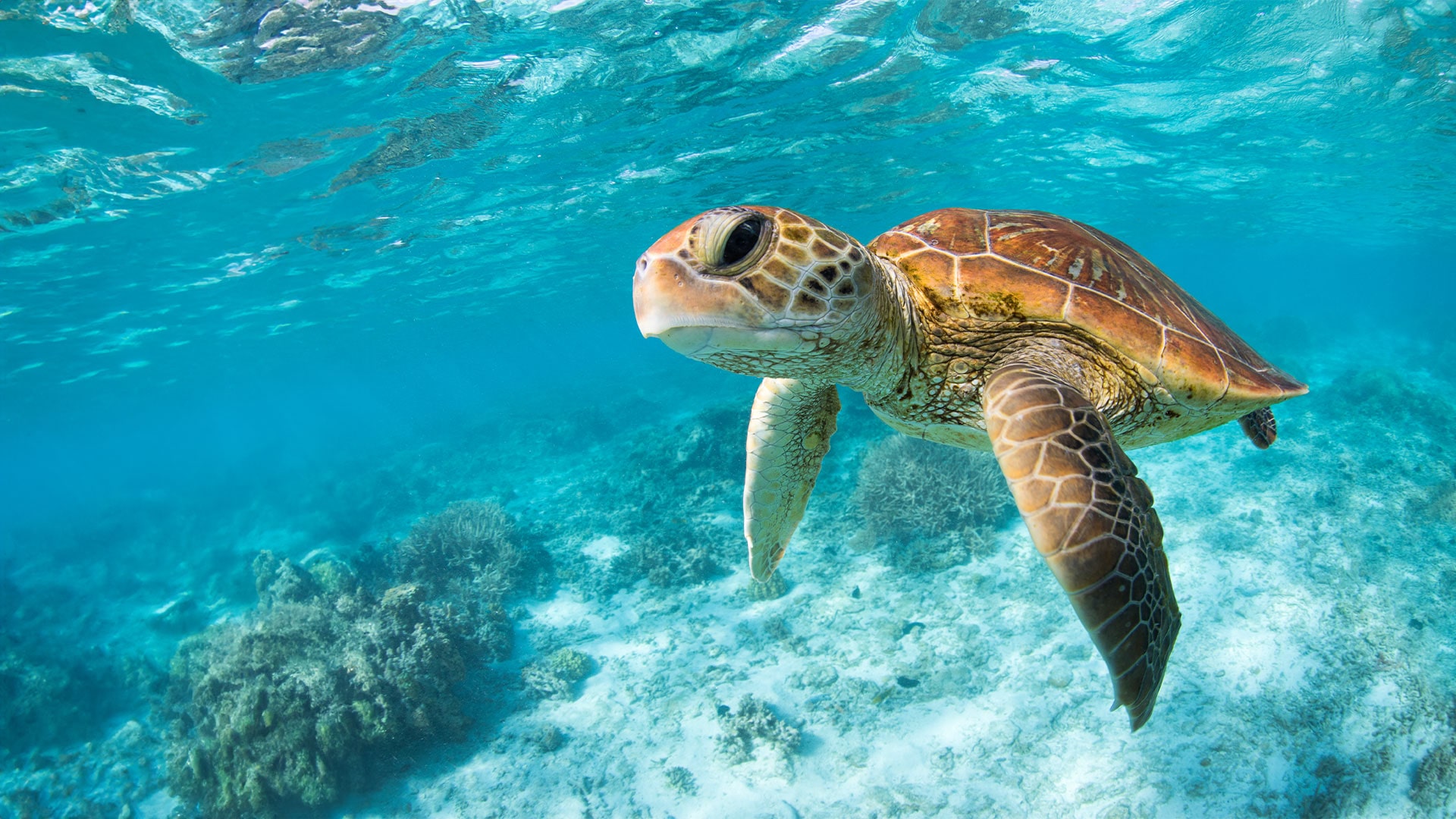 Turtle in the south florida water